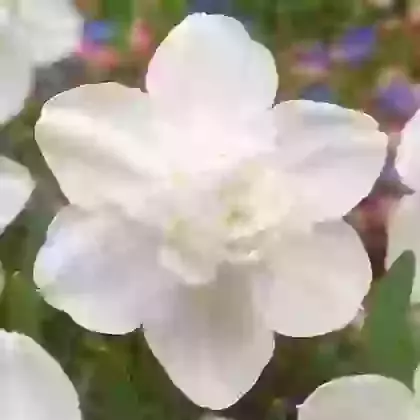 Snowball